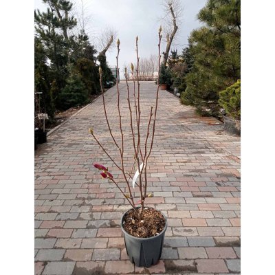 Саджанці купити Магнолія (Magnolia) "Fragrant Cloud"/Н 125-150 см/контейнер С20 L