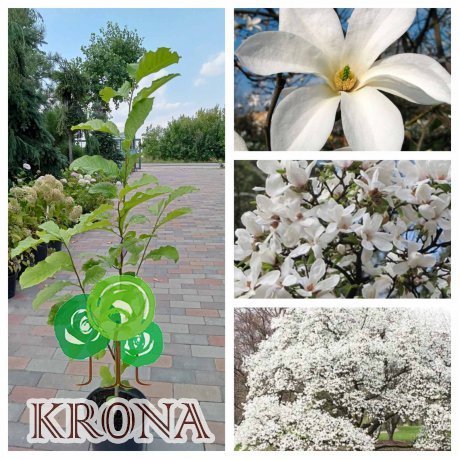 Саджанці купити Магнолія Кобус (Magnolia kobus)/H 100-130  см/контейнер С12 L