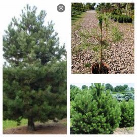 Сосна чорна (Pinus nigra)  H 35-45 см/контейнер С3 L