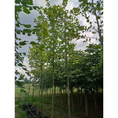 Саджанці купити Платан кленолистий (Platanus acerifolia) / H 400-500 см/АЛЕ 17-21 см/ контейнер 