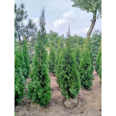 Саджанці купити Туя західна "Смарагд"/Thuja occidentalis "Smaragd" /Н 150-170  см/ком