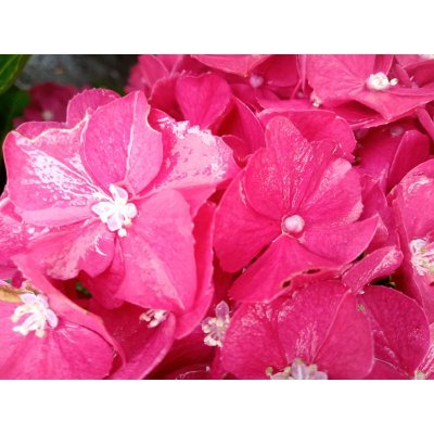 Саджанці купити Гортензія крупнолистова  (Hydrangea macrophylla) Magical Allegretto / контейнер С7.5 L