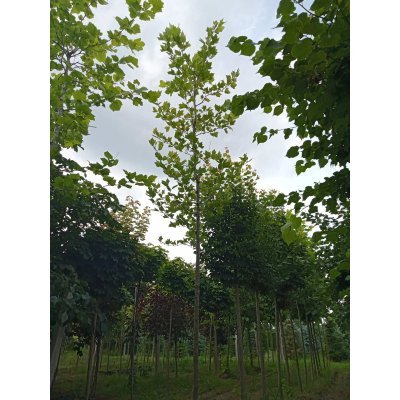 Саджанці купити Платан кленолистий (Platanus acerifolia) / H 400-500 см/АЛЕ 17-21 см/ контейнер 