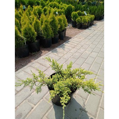 Саджанці купити Ялівець лускатий "Холгер" /Juniperus squamata "Holger" / контейнер С 2 L