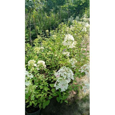 Саджанці купити Гортензія волотиста "Вімс Ред"/ (Hydrangea paniculata) "Wim's Red" / контейнер С 5 L