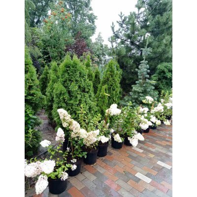 Саджанці купити Гортензія волотиста "Сандей Фрайз"/ (Hydrangea paniculata) "Sundae Fraise"/ контейнер С3 L