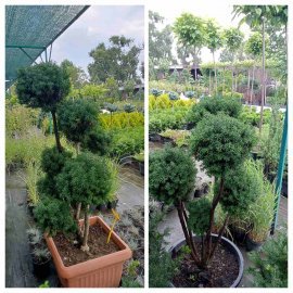 Тис середній (Taxus media) топіар /PON-PON/ Н 120-130 см/контейнер С50-60 L
