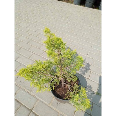 Саджанці купити Ялівець середній (Juniperus media) "King of Spring" / контейнер C7.5 L