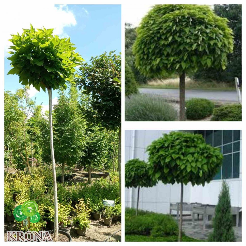 Саджанці купити Катальпа бігнонієподібна (Catalpa bignonioides) "Nana" /Stam 200-220 см/НО 15-16 см/ контейнер