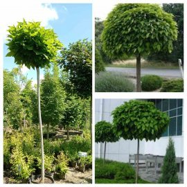 Катальпа бігнонієподібна (Catalpa bignonioides) "Nana" /Stam 200-220 см/НО 15-16 см/ контейнер