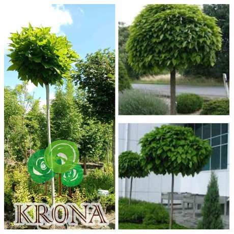 Саджанці купити Катальпа бігнонієподібна (Catalpa bignonioides) "Nana" /Stam 200-220 см/НО 15-16 см/ контейнер