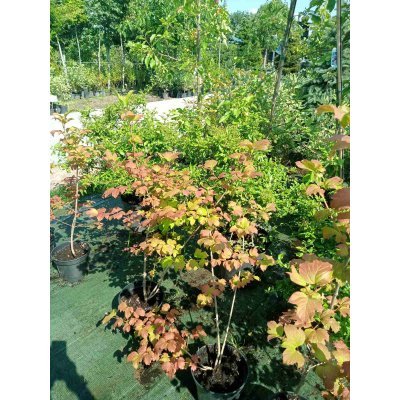 Саджанці купити Калина звичайна або червона (Viburnum opulus) / куст Н 70-100 cм / контейнер 