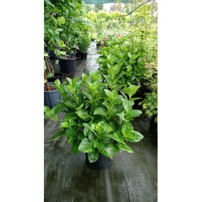 Саджанці купити Гортензія крупнолистова (Hydrangea macropylla) "MIX сортів "/контейнер С7.5 L