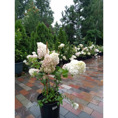 Саджанці купити Гортензія волотиста "Сандей Фрайз"/ (Hydrangea paniculata) "Sundae Fraise"/ контейнер С3 L