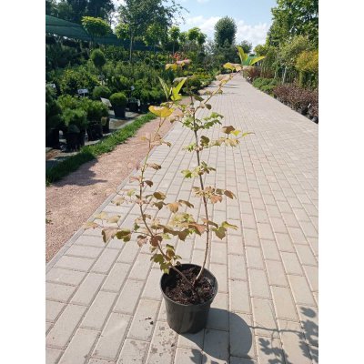 Саджанці купити Калина звичайна або червона (Viburnum opulus) / куст Н 70-100 cм / контейнер 