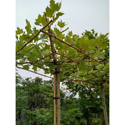 Саджанці купити Платан кленолистий (Platanus acerifolia) /Штамб/ Грибок  /Stam 220 см /НО 15-18 см / контейнер 25 L