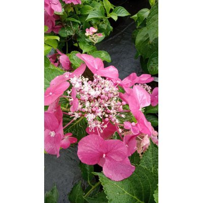 Саджанці купити Гортензія крупнолистова (Hydrangea macropylla) "MIX сортів "/контейнер С7.5 L