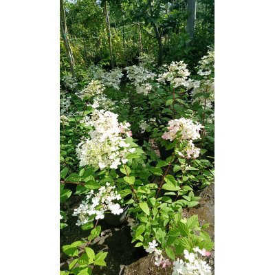 Саджанці купити Гортензія волотиста "Вімс Ред"/ (Hydrangea paniculata) "Wim's Red" / контейнер С 5 L