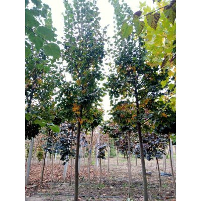 Саджанці купити Липа дрібнолиста (Tilia cordata) "Rancho"/Н 450-500+/НО 17-21 см/ком