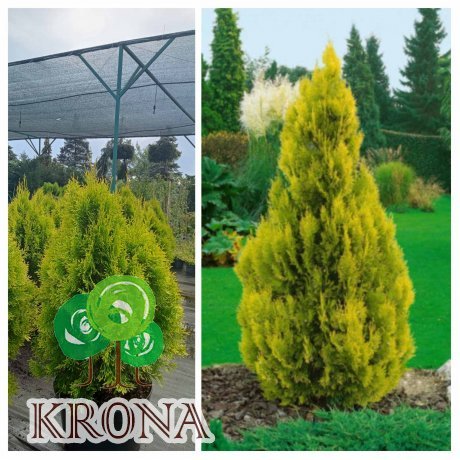 Саджанці купити Туя західна "Golden Smaragd"/H 70-80 см / контейнер C12 L