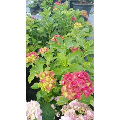 Саджанці купити Гортензія крупнолистова (Hydrangea macropylla) "MIX сортів "/контейнер С7.5 L