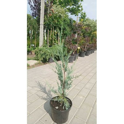 Саджанці купити Ялівець скельний (Juniperus scopulorum) "Moonglow" / Н 50-60 см/контейнер С 5L