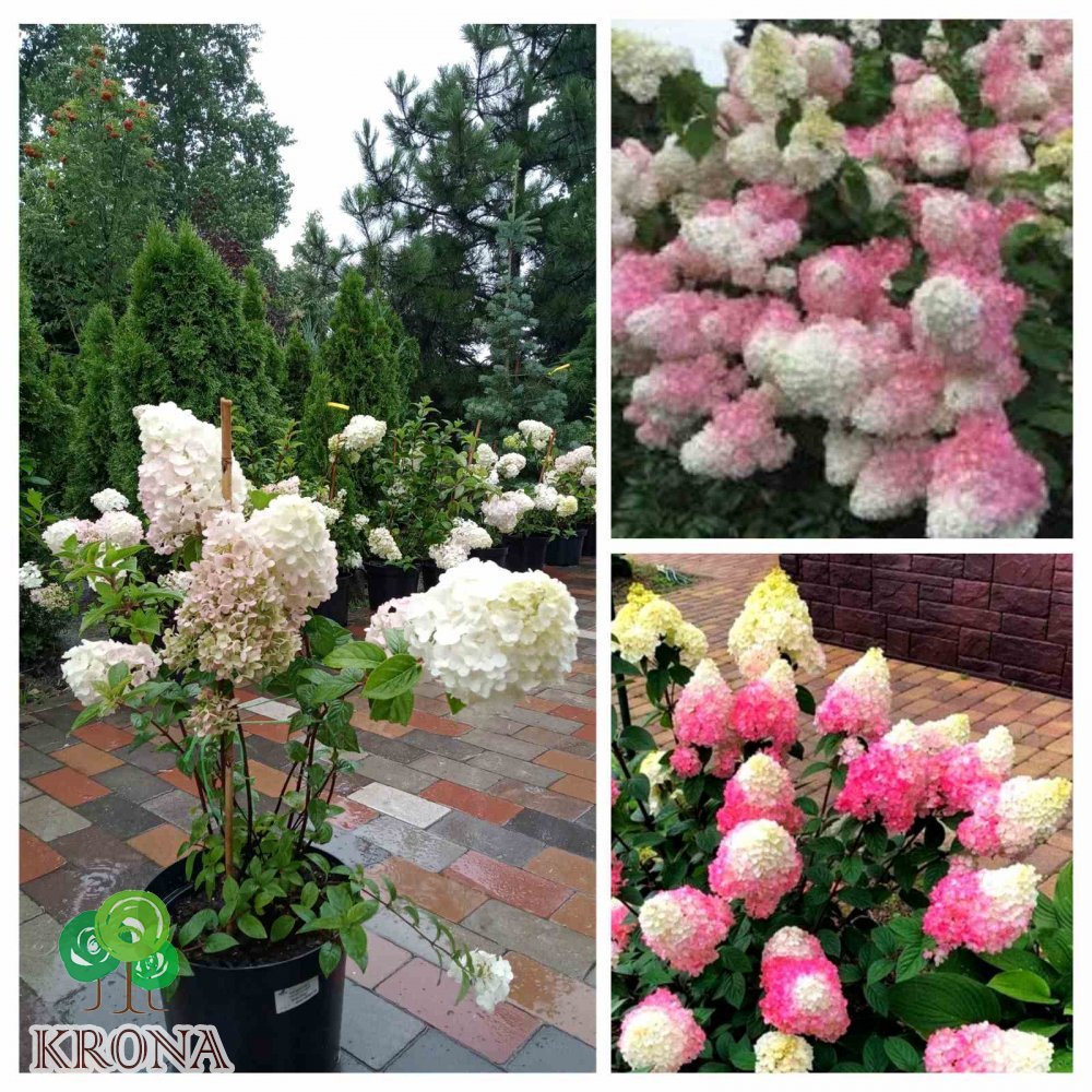 Саджанці купити Гортензія волотиста "Сандей Фрайз"/ (Hydrangea paniculata) "Sundae Fraise"/ контейнер С3 L
