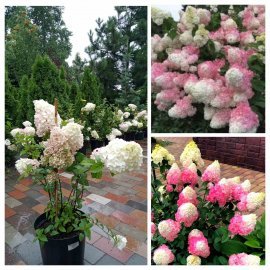 Гортензія волотиста "Сандей Фрайз"/ (Hydrangea paniculata) "Sundae Fraise"/ контейнер С3 L
