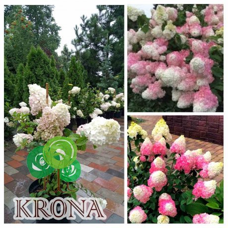 Саджанці купити Гортензія волотиста "Сандей Фрайз"/ (Hydrangea paniculata) "Sundae Fraise"/ контейнер С3 L