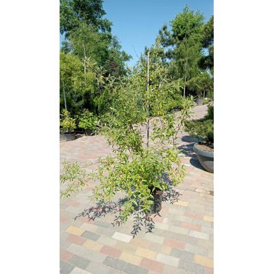 Саджанці купити Лох багатоквітковий / Гумі (Elaeagnus multiflora) / H 170-180 см / контейнер С12 L