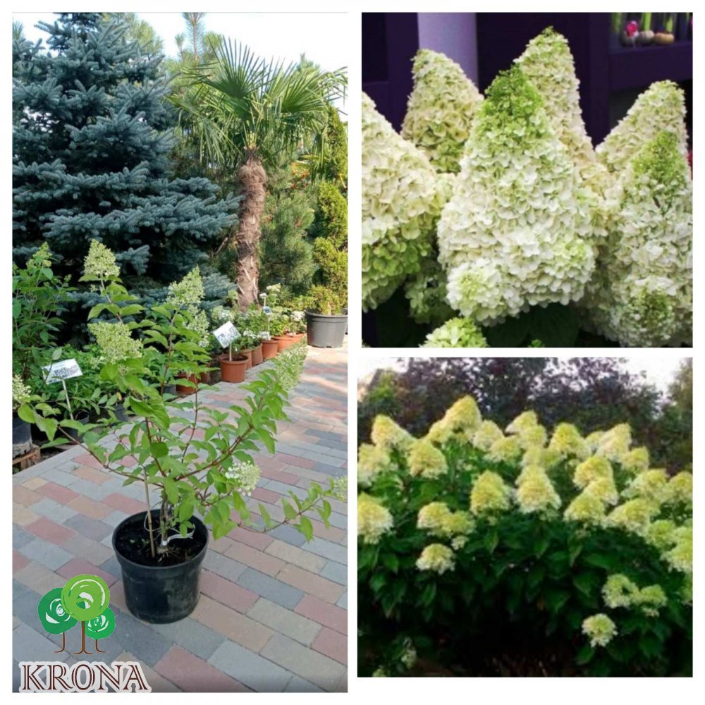 Саджанці купити Гортензія волотиста  (Hydrangea paniculata) "Magical Moonlight" / контейнер С7.5 L