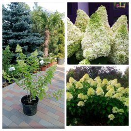 Гортензія волотиста  (Hydrangea paniculata) "Magical Moonlight" / контейнер С7.5 L