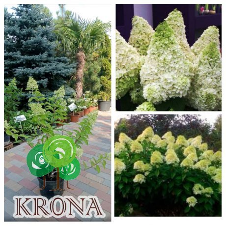 Саджанці купити Гортензія волотиста  (Hydrangea paniculata) "Magical Moonlight" / контейнер С7.5 L