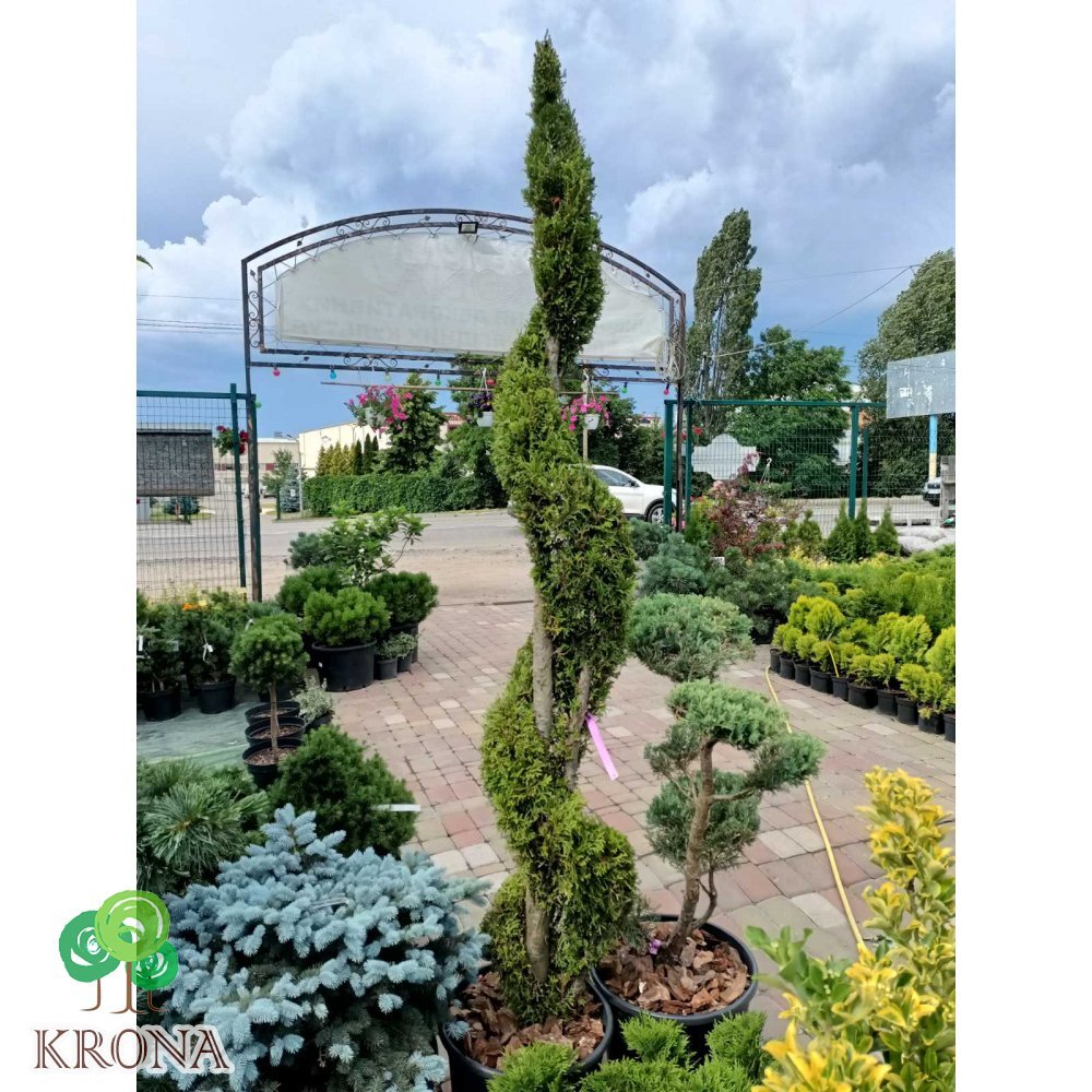 Саджанці купити Туя західна (Thuja occidentalis) "Smaragd" спіраль/Н 190-210 см/контейнер 50 L