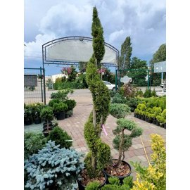 Туя західна (Thuja occidentalis) "Smaragd" спіраль/Н 190-210 см/контейнер 50 L