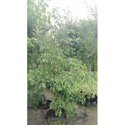 Саджанці купити Вільха чорна (Alnus glutinosa) "Razzmatazz"/Н 230см+/контейнер С25 L