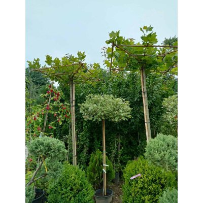 Саджанці купити Платан кленолистий (Platanus acerifolia) /Штамб/ Грибок  /Stam 220 см /НО 15-18 см / контейнер 25 L