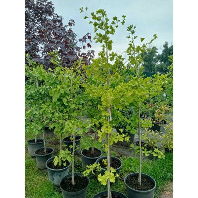 Саджанці купити Гінкго дволопатевий (Ginkgo biloba) / Н 180-200 + см / контейнер С 25-35 L 
