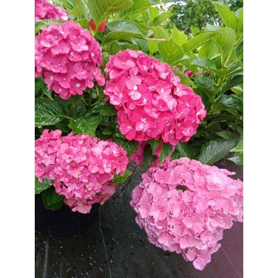 Саджанці купити Гортензія крупнолистова  (Hydrangea macrophylla) Magical Allegretto / контейнер С7.5 L