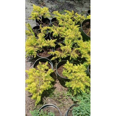 Саджанці купити Ялівець прибережний (Juniperus conferta) "All Gold"/контейнер С2 L