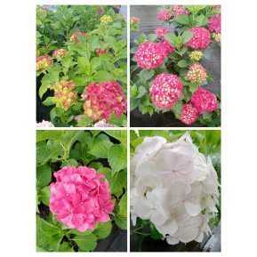 Гортензія крупнолистова (Hydrangea macropylla) "MIX сортів "/контейнер С7.5 L