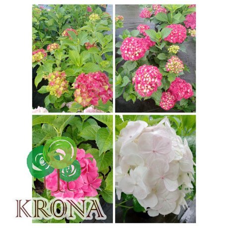Саджанці купити Гортензія крупнолистова (Hydrangea macropylla) "MIX сортів "/контейнер С7.5 L