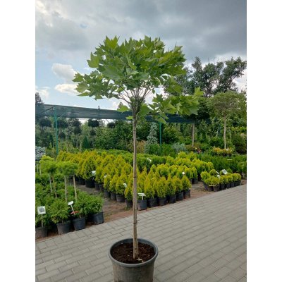 Саджанці купити Платан кленолистий (Platanus acerifolia) "Alphens Globe"/Stam 120-130 см/контейнер 25 L