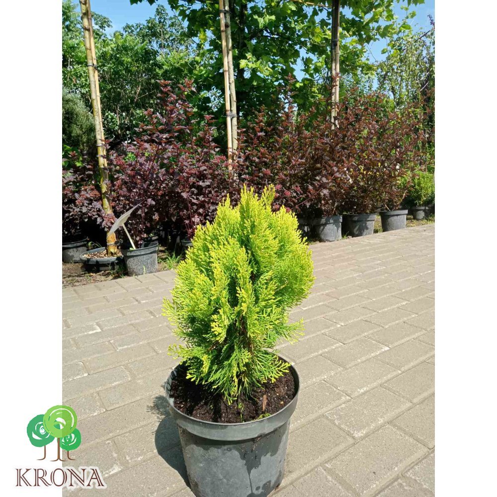 Саджанці купити Туя восточная (Thuja orientalis) "Morgan"/Н 30-40 см/ контейнер С5 L