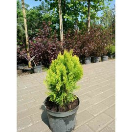 Туя восточная (Thuja orientalis) "Morgan"/Н 30-40 см/ контейнер С5 L