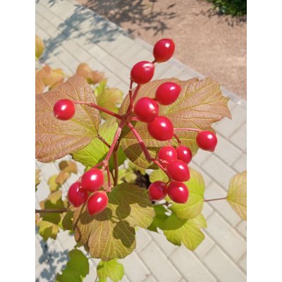 Саджанці купити Калина звичайна або червона (Viburnum opulus) / куст Н 70-100 cм / контейнер 