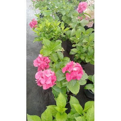 Саджанці купити Гортензія крупнолистова (Hydrangea macropylla) "MIX сортів "/контейнер С7.5 L
