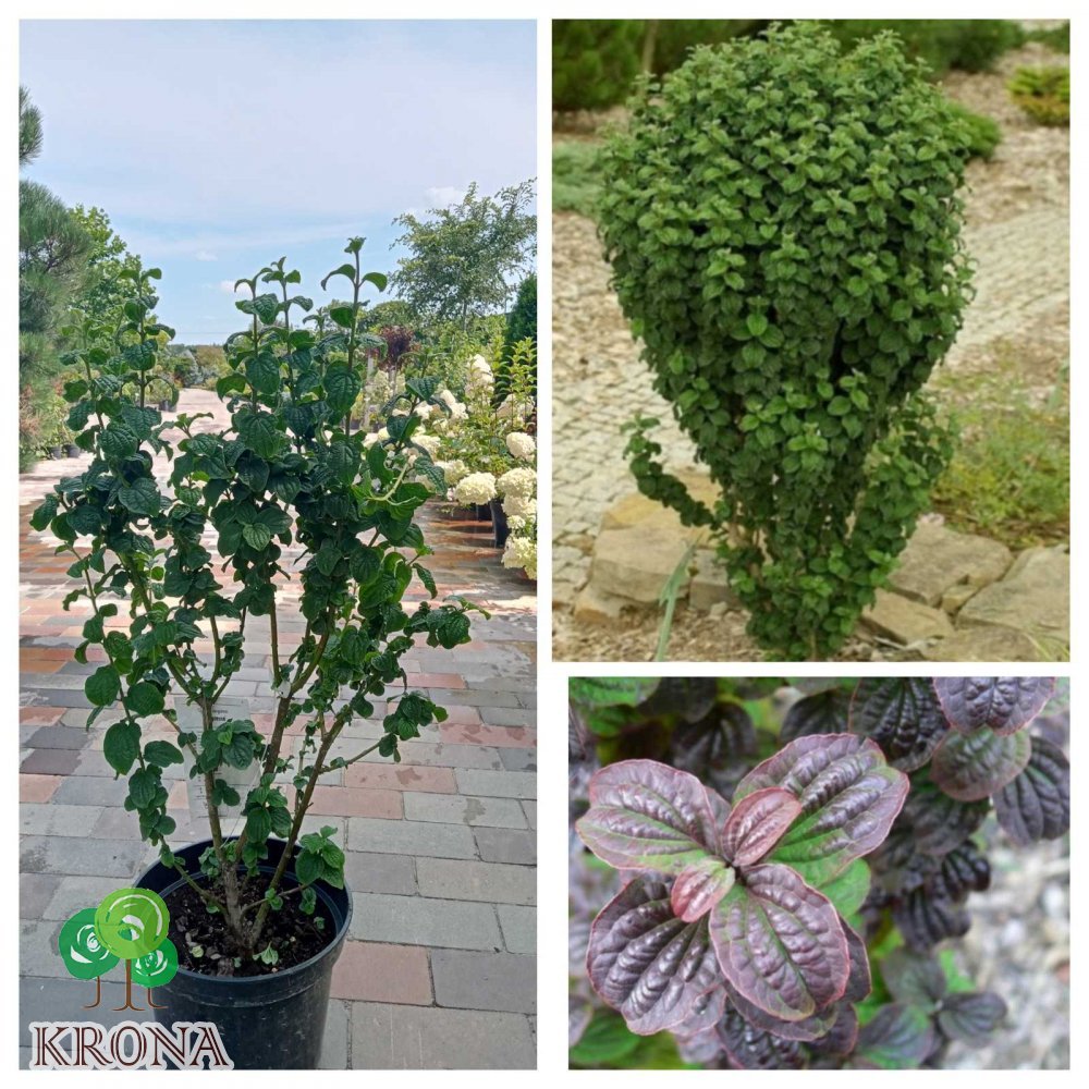 Саджанці купити Дерен криваво-червоний (Cornus sanguinea) "Compressa"/H 70-80 см/контейнер С7.5 L
