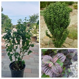 Дерен криваво-червоний (Cornus sanguinea) "Compressa"/H 70-80 см/контейнер С7.5 L