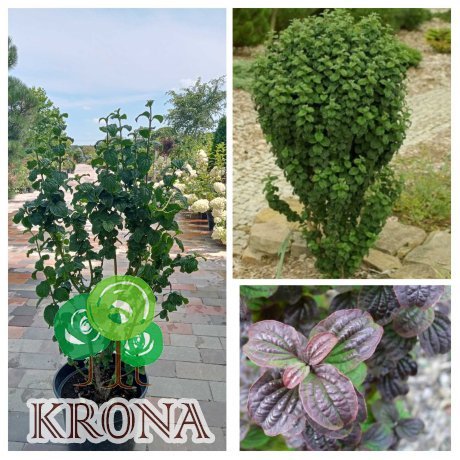 Саджанці купити Дерен криваво-червоний (Cornus sanguinea) "Compressa"/H 70-80 см/контейнер С7.5 L